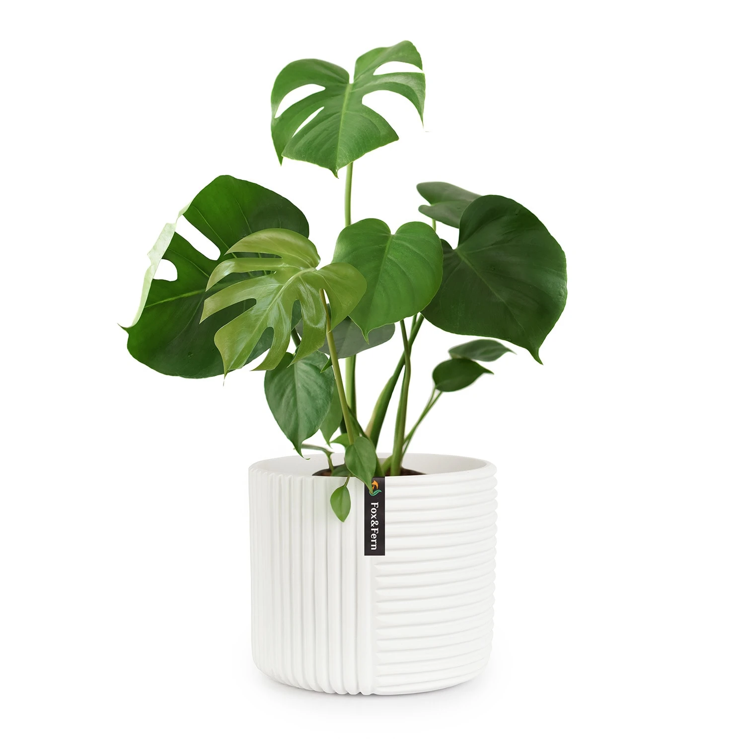 Hasselt Blumentopf Polystone pflanzenfreundlich handgemacht 3D-Optik Hasselt Blumentopf Polystone Pflanzenfreundlich Handgemacht 3D-Optik -Klarstein Verkaufs 10038547 yy 0001 titel